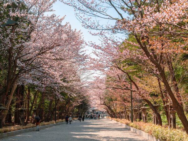 参道の桜並木