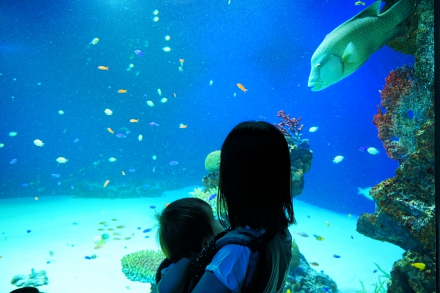 水槽の中の魚を見ている抱っこされた赤ちゃんとママ