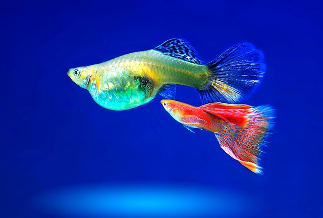 お腹の膨らんだ魚と赤い魚