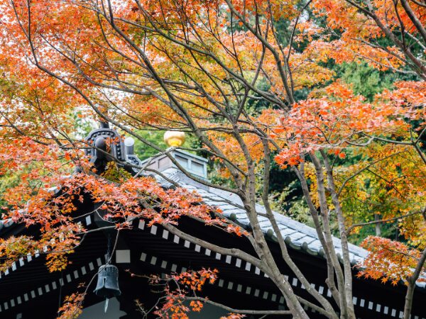 紅葉の木々