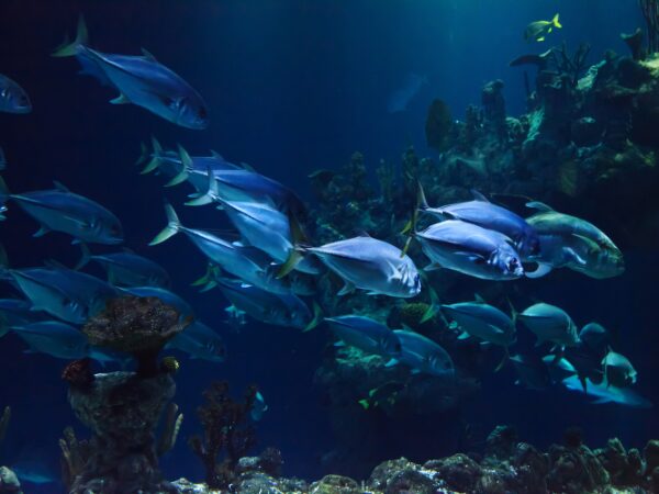 光に反射する魚の群れ