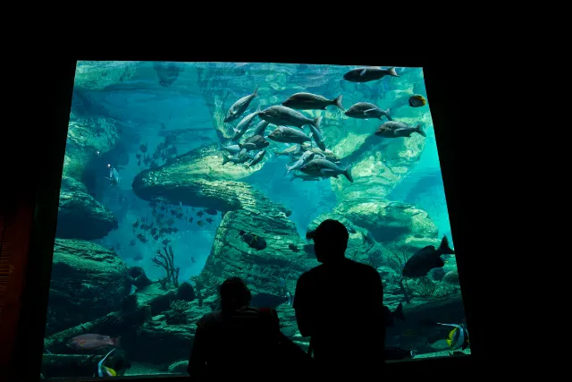 照明を落とした水族館の展示エリア