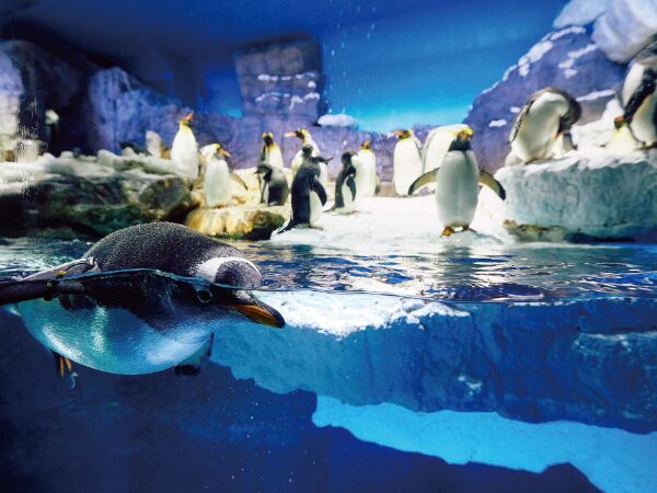 ペンギンの南極大陸