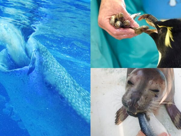 生き物たちのお食事タイム